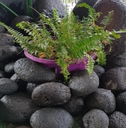 Piedra Volcánica, piedra decorativa para jardín