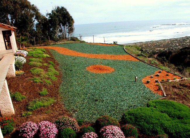 Jardín decorado con mulch de color — proyecto Mulch Color Chile
