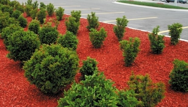 Jardín decorado con mulch de color — proyecto Mulch Color Chile